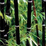 Bamboo Black 15G [Phyllostachys Siamensis]